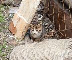 Безкоштовно маленькі котенятка 1