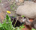 Безкоштовно маленькі котенятка 8