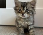 Віддам котиків безкоштовно 3