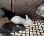 Кролиця з кроленятами 2