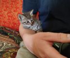 Віддам кошенят до добрих господарів 4