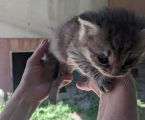 Віддамо кошенятко 4