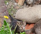 Безкоштовно маленькі котенятка 3
