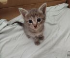 Віддам кошенят до добрих господарів 1