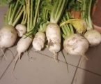 Кормова ріпа турнепс  голандія 1