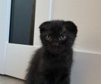 Віддам котиків безкоштовно 2