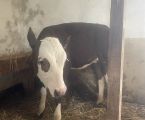 Чудова теличка 🐄 2