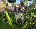 Лагідне кошеня шукає люблячих господарів 2