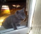 Віддамо крисивих котиків добрим людям 5