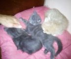 Віддамо крисивих котиків добрим людям 1