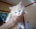 Віддамо крисивих котиків добрим людям 2