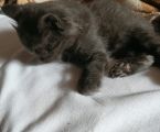 Віддам в добрі руки кошенят 2