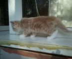 Віддамо крисивих котиків добрим людям 3