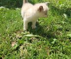 Чудові кошенята шукають нових господарів 2