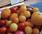 Помідори, огірки домашні 4