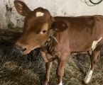 Продам теличку, телиця, теля 4