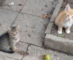 Котики безкоштовно 1