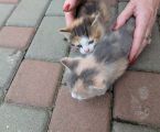 Віддам в добрі руки 1
