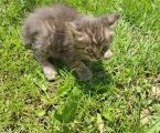 Чудові кошенята шукають нових господарів 3