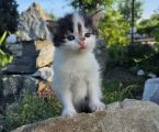 Лагідне кошеня шукає люблячих господарів 3