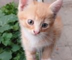 Котики безкоштовно 2