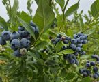 🫐 Продам лохину — свій урожай, с. Сваричів 3