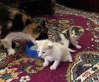 Котики в добрі руки 2