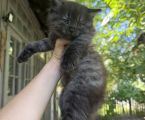 Віддам кошеня в добрі руки 1