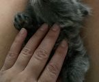 Висловухі кошенята 1
