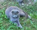 Висловухі кошенята 2