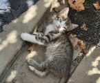 Віддам кошеня з красивим леопардовим окрасом 5