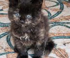 Віддамо кошенят, хлопчик і дівчинка 6