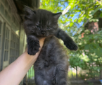 Віддам кошеня в добрі руки 3