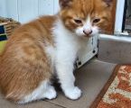 Віддамо кошенят, хлопчик і дівчинка 5