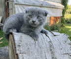 Висловухі кошенята 4