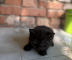 Віддам кошеня в добрі руки 3