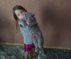 Кіт шукає дівчинку 7