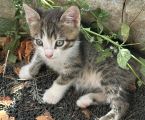 Віддам кошеня з красивим леопардовим окрасом 3