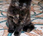 Віддамо кошенят, хлопчик і дівчинка 8