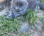 Висловухі кошенята 5