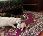 Котики в добрі руки 4