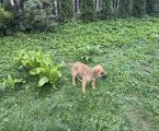 Метис німецька вівчарка, цуцик, собака 2
