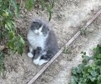 Висловухі кошенята 3