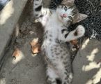 Віддам кошеня з красивим леопардовим окрасом 1