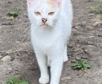 Котики в добрі руки 5