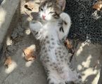 Віддам кошеня з красивим леопардовим окрасом 2
