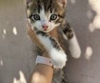 Віддам кошеня з красивим леопардовим окрасом 6