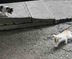 Котики в добрі руки 7