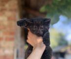 Віддам кошеня в добрі руки 1