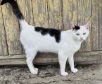 Котики в добрі руки 1